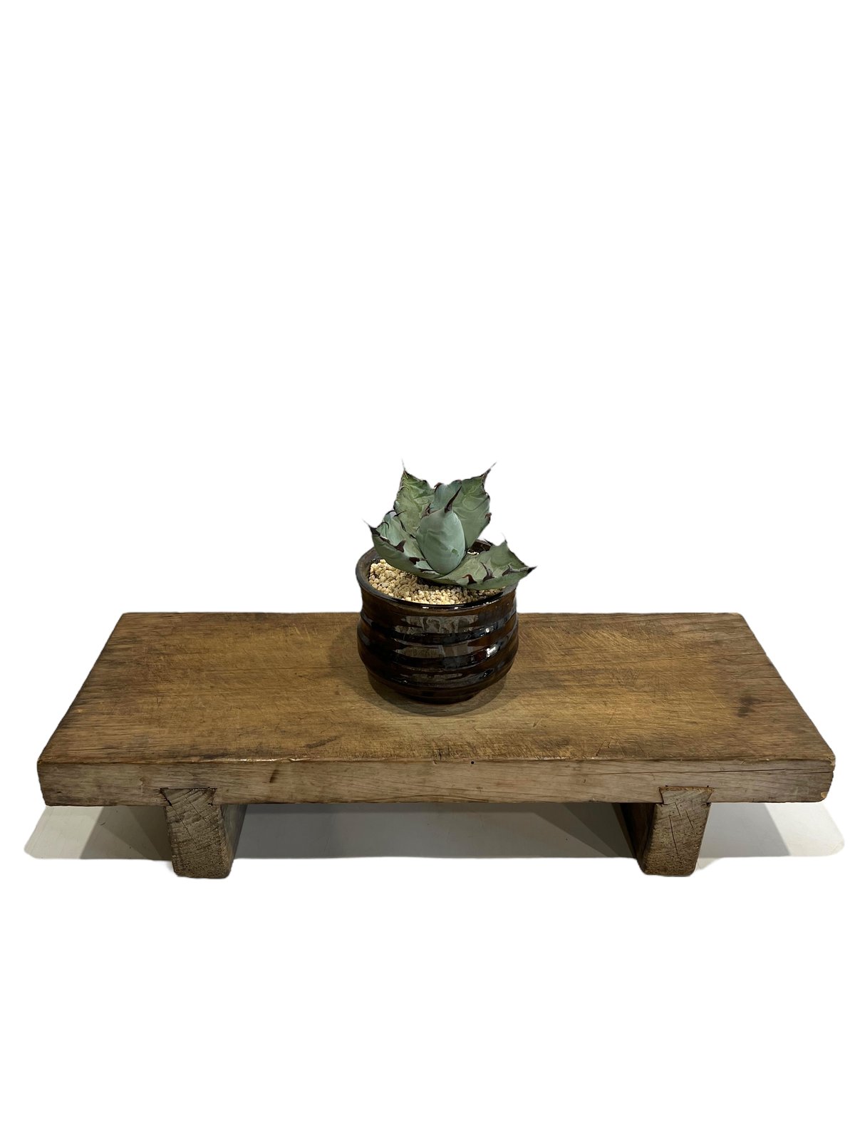 アガベ チタノタ x マルガリータ 「Agave titanota x margaritae