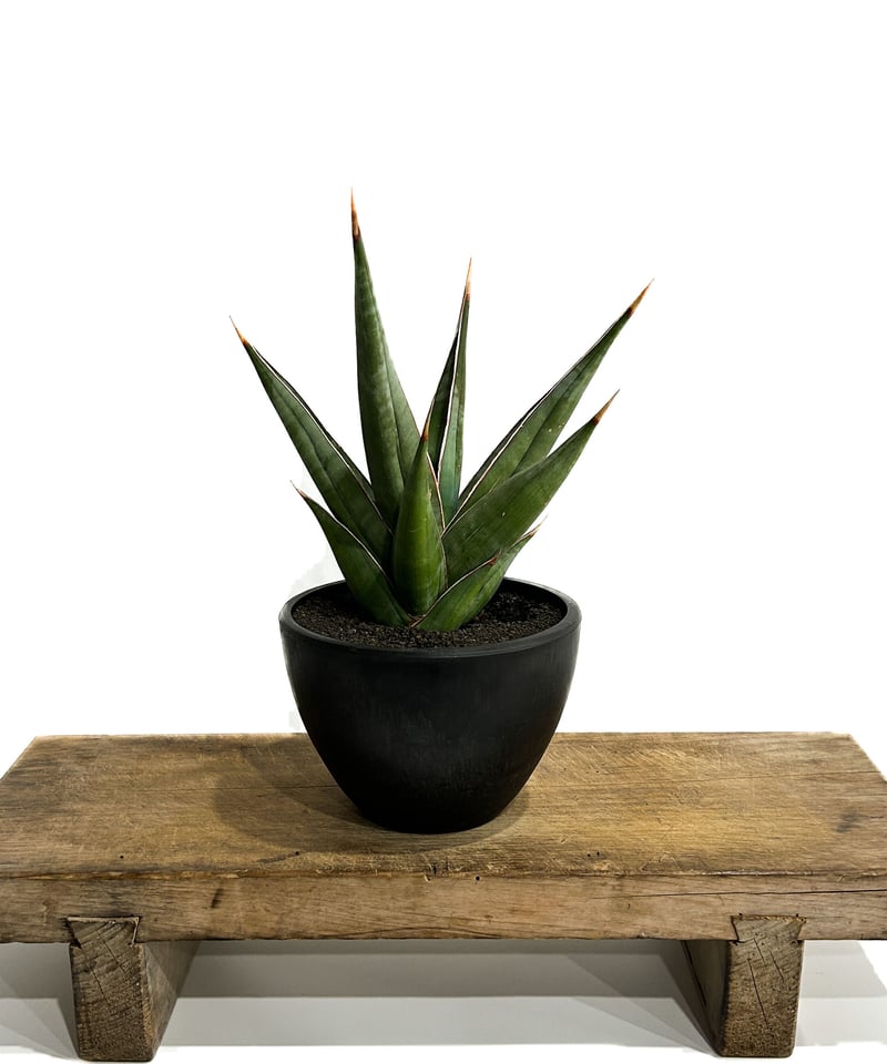 専用 Sansevieria pinguicula Longifoli Sansevieria pinguicula