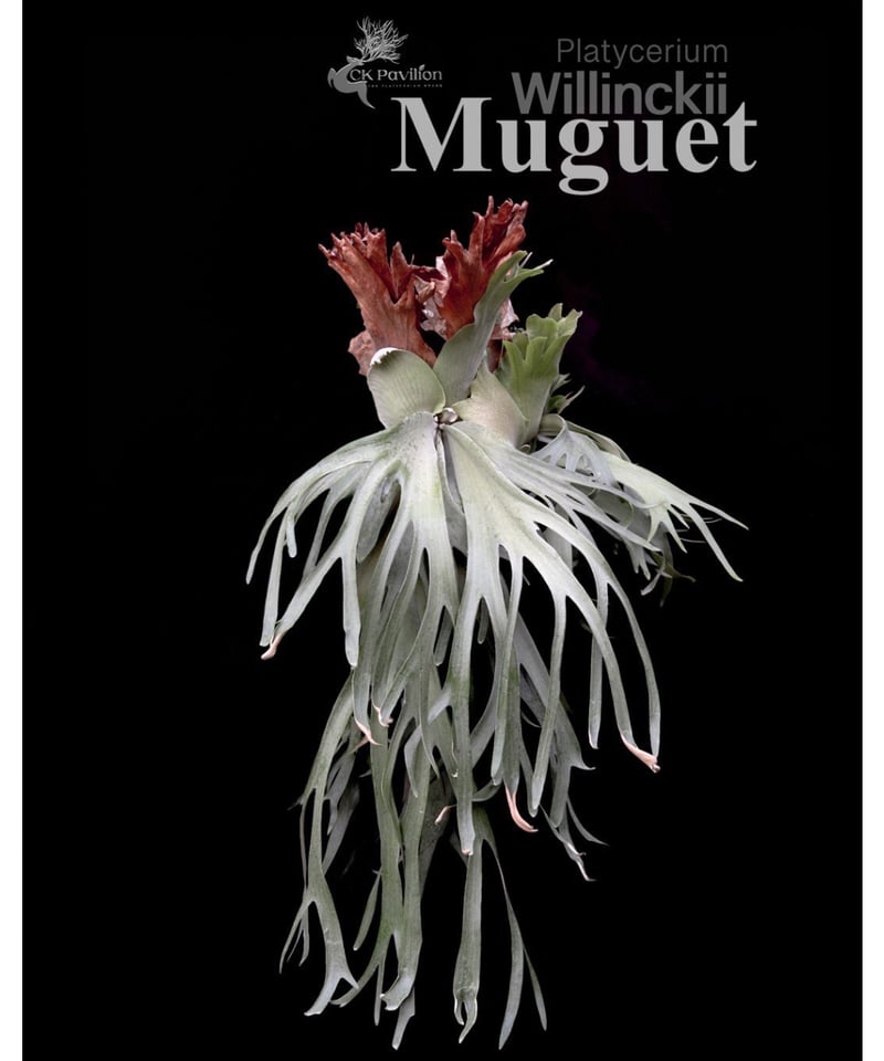 ビカクシダ ウィリンキー cv. ミュゲ 「Platycerium willinckii c
