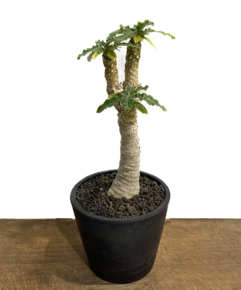 ドルステニア ホルウッディ×ラブラニー 実生「Dorstenia horwoodii× lav