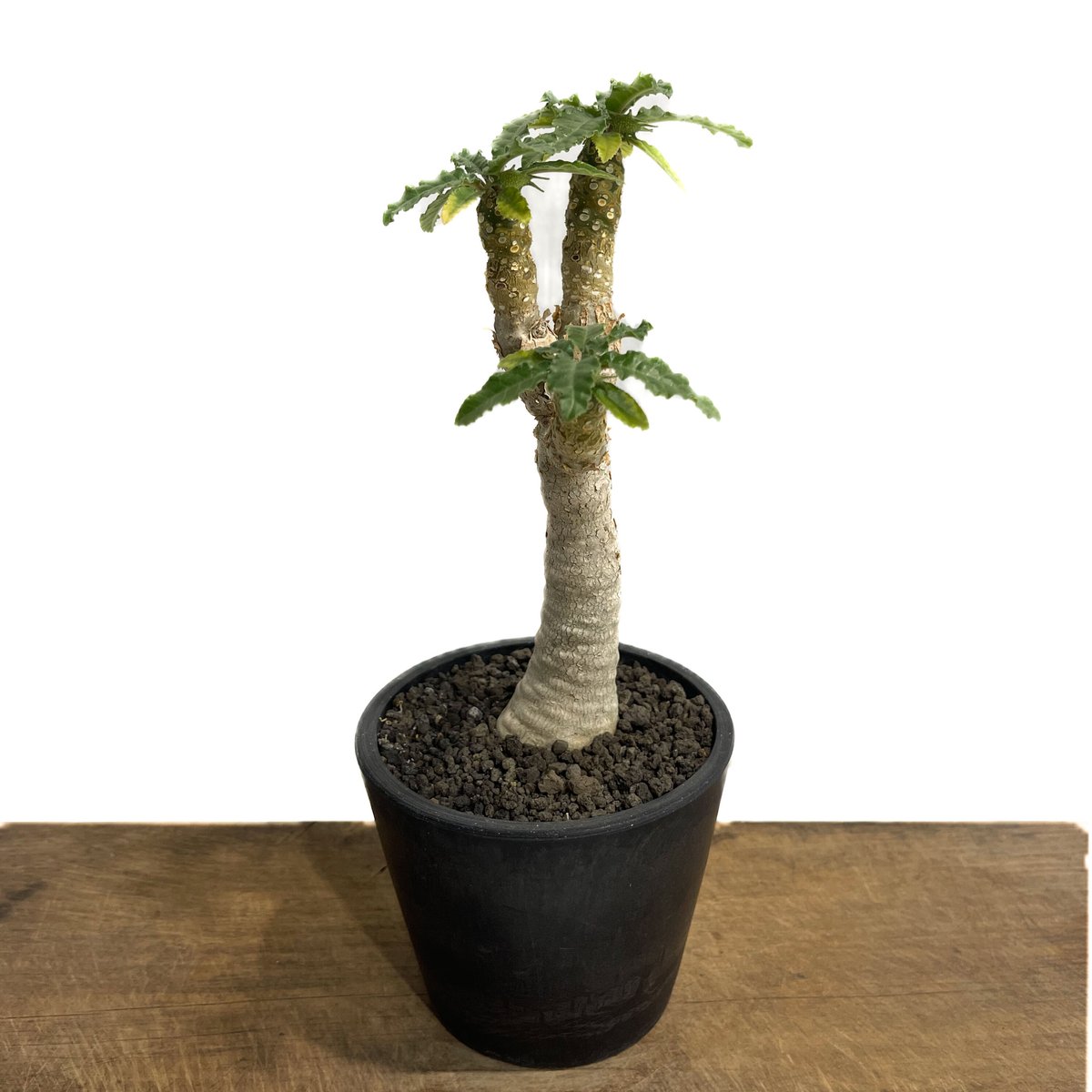 ドルステニア ホルウッディ×ラブラニー 実生「Dorstenia ドルステニア ホルウッディ×ラブラニー 実生「Dorstenia