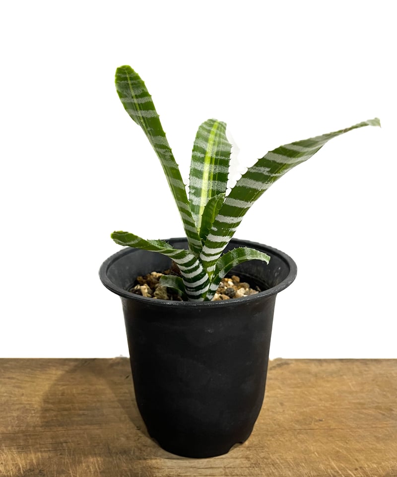 受付中・ 海 波 エアープランツ リメ缶 貝殻 貝 シェル 多肉 フル