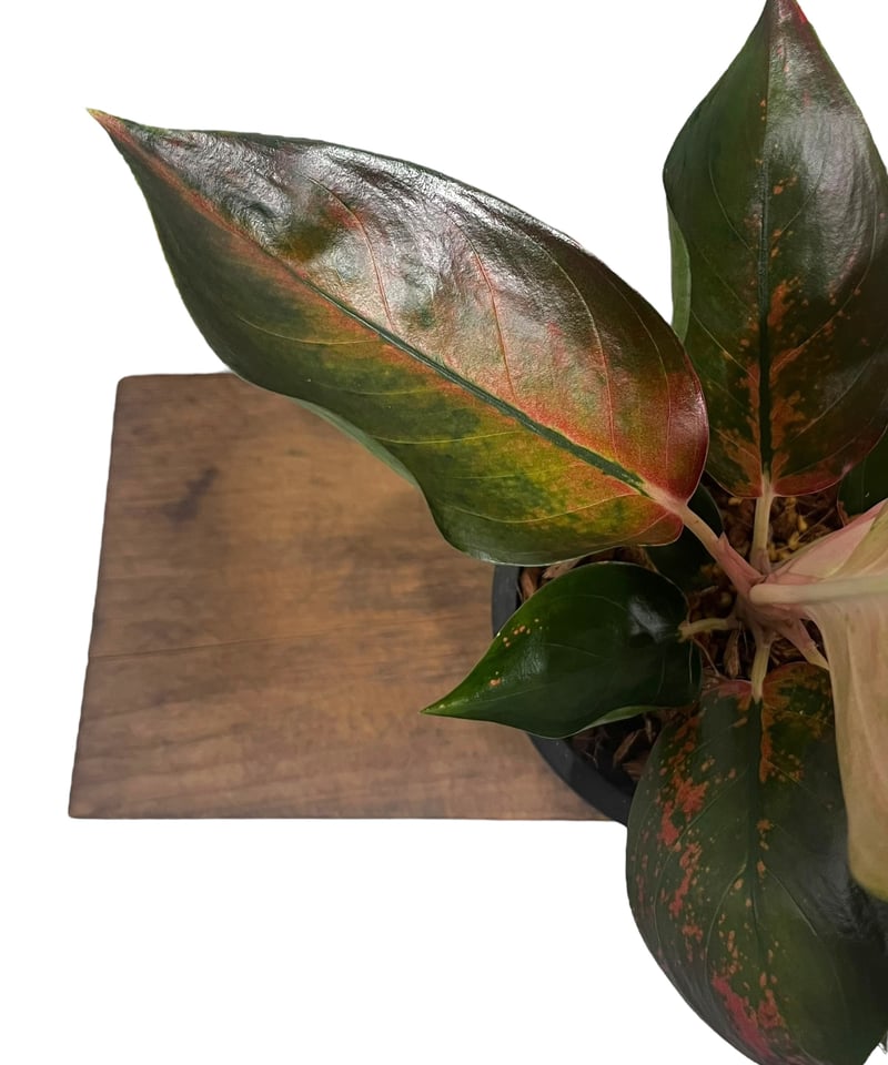 アグラオネマ オレンジ コーチン 「Aglaonema Orange Cochin」66V |