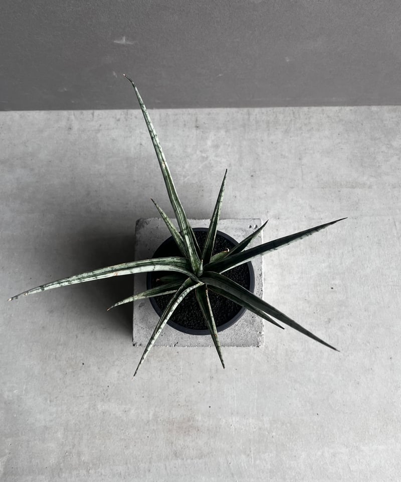 サンセベリア プラ カイ ケオ 「Sansevieria Pra Kay Kaow (by