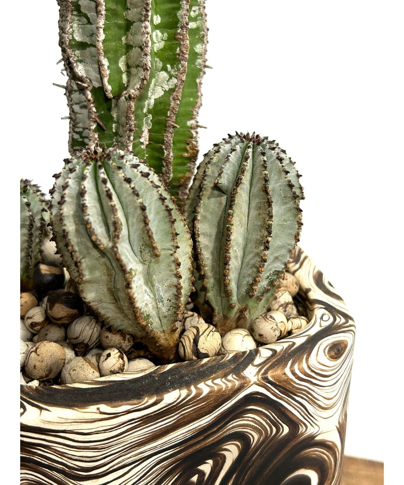 ユーフォルビア ポリゴナ+pmp 「Euphorbia polygona」12/4 | SHO ユーフォルビア ポリゴナ+pmp 「Euphorbia polygona」12/4 | SHO