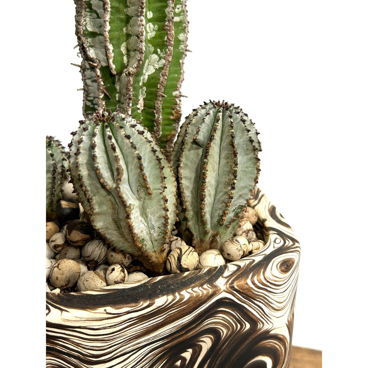 ユーフォルビア ポリゴナ＋pmp 「Euphorbia polygona」12/4 | SHO