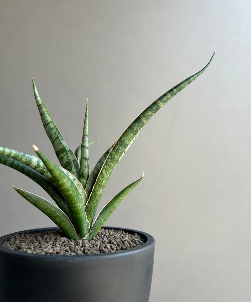 サンセベリア コヨーテ「Sansevieria Coyote」92L | SHOUCHIKUEN