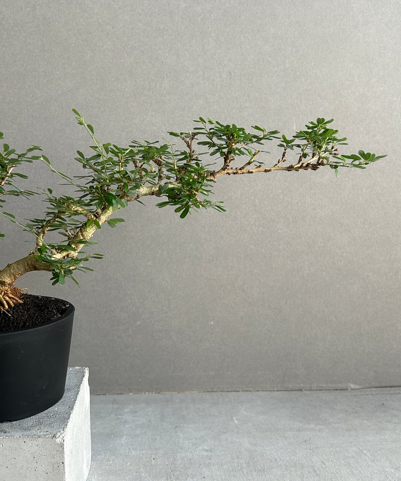うち” 盆栽 Limited Edition 「“UCHI” BONSAI」 6J |