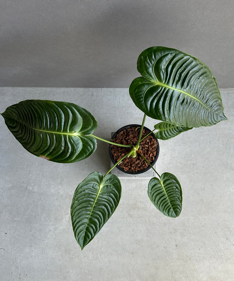 アンスリウム・ベイチー　②　Anthurium veitchi 観葉植物 アンスリウム ベイチー 「Anthurium veitchii」30N | SHOUCHIKUEN