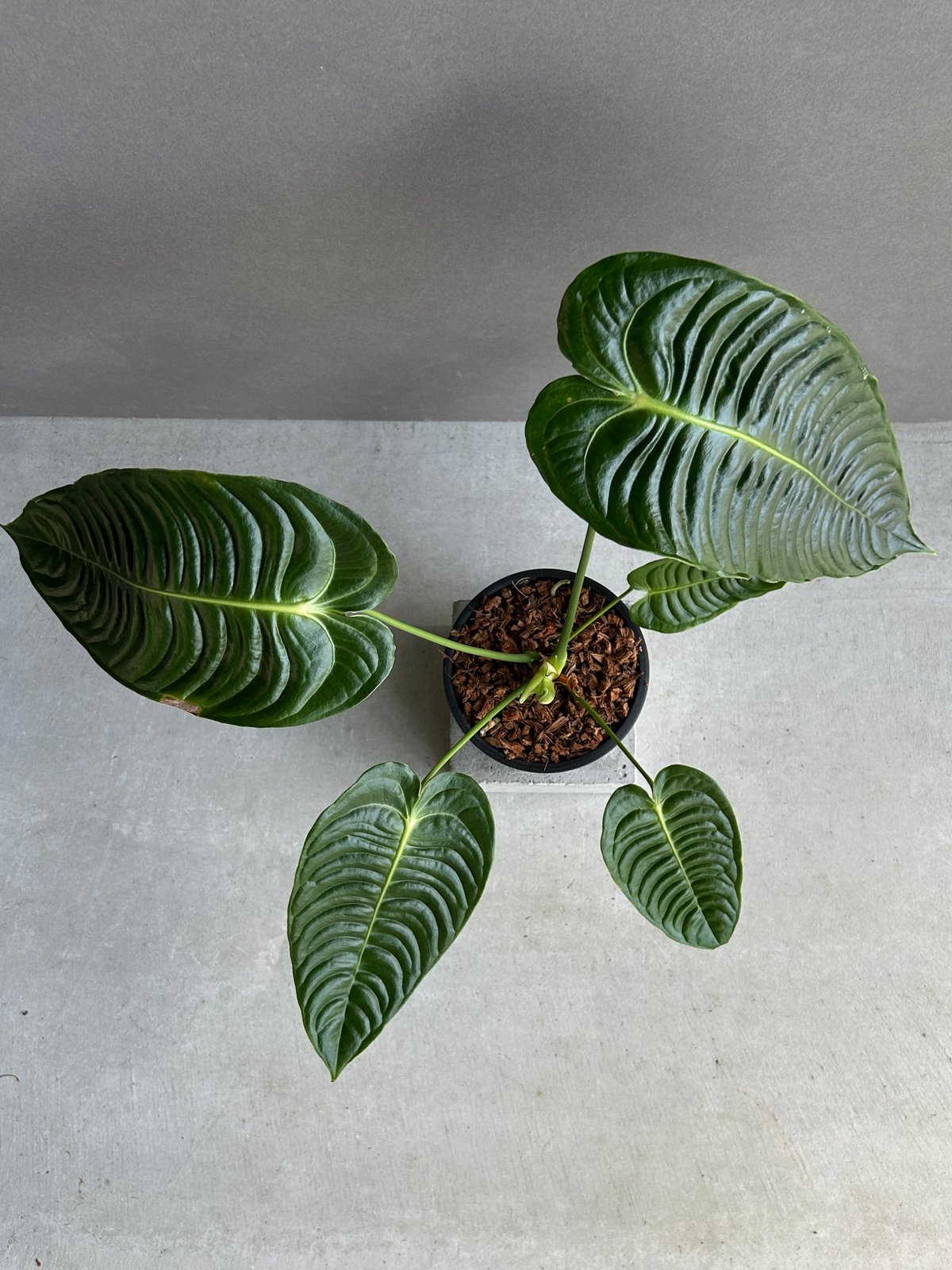 アンスリウム ベイチー 「Anthurium veitchii」30I | SHOUCHIKUEN
