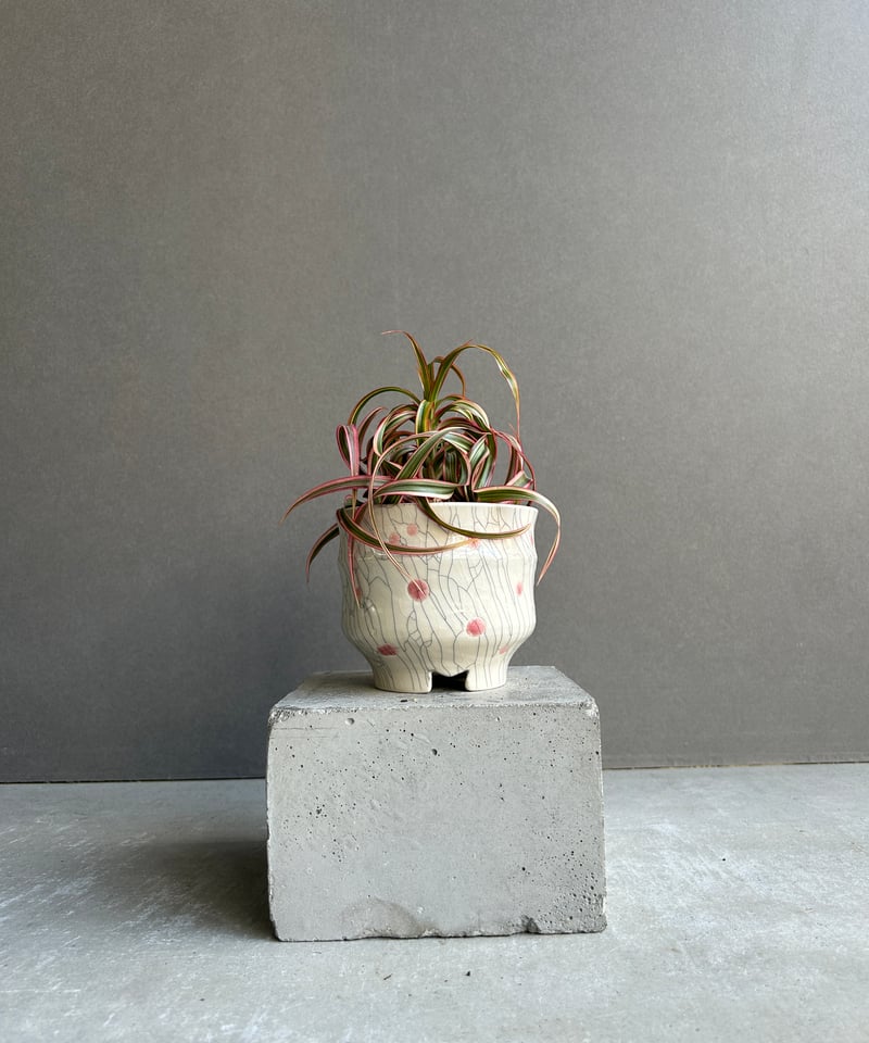 ドラセナ・キュンティー (Dracaena kuntii) ドラセナ キュンティー