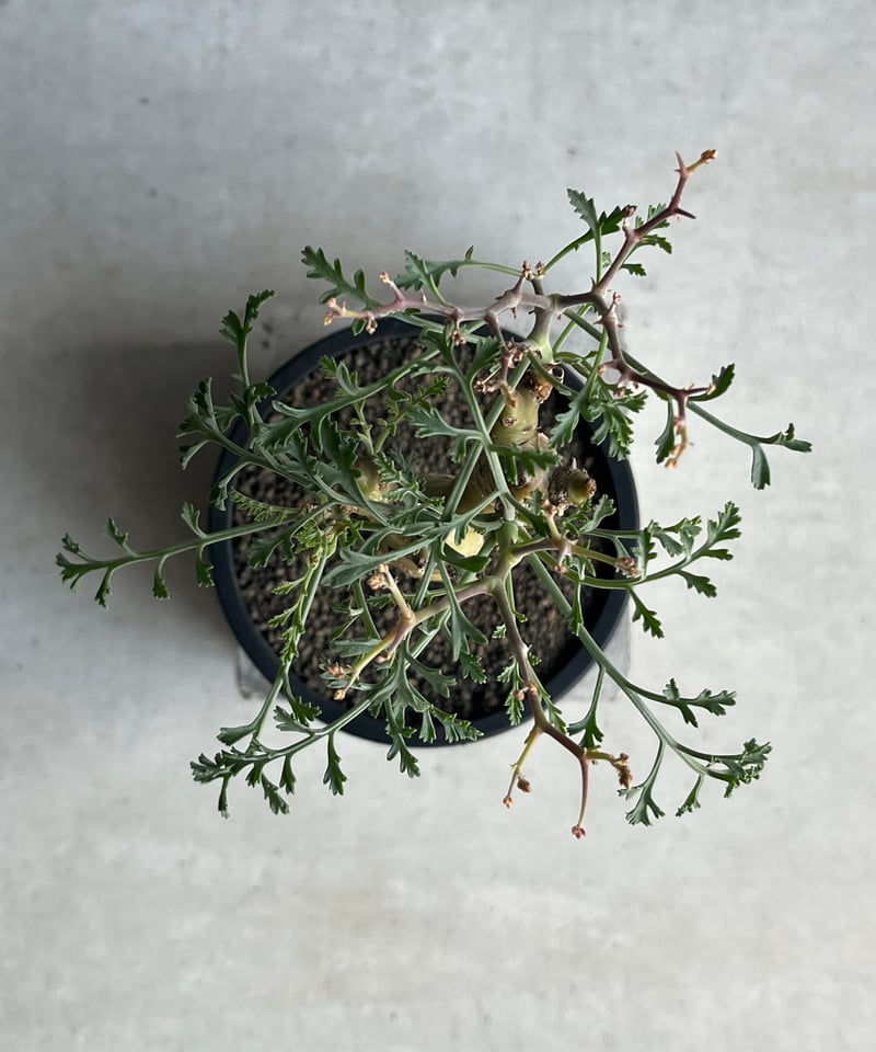 ペラルゴニウム クリズミフォリウム ペラルゴニウム クリズミフォリウム