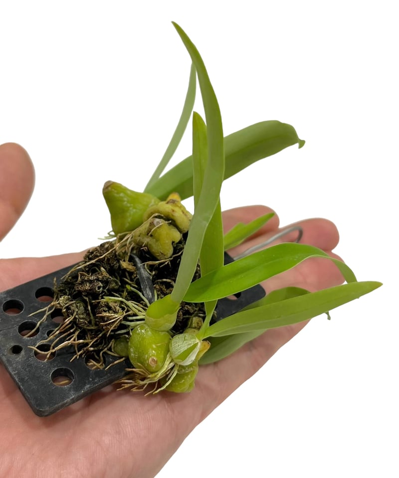 バルボフィラム カオヤイエンセ「 Bulbophyllum khaoyaiense」37P |...