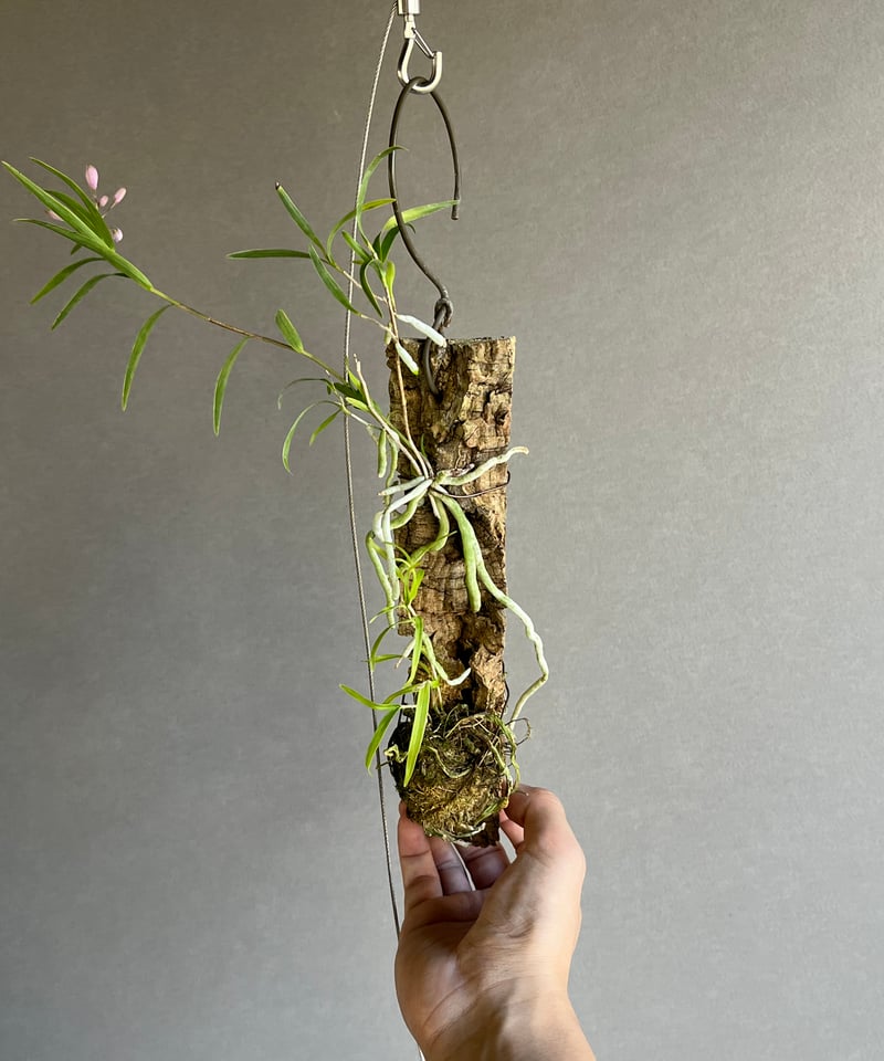 花てん様 エピデンドラム セントラデニウム アリスセルフ 「Epidendrum