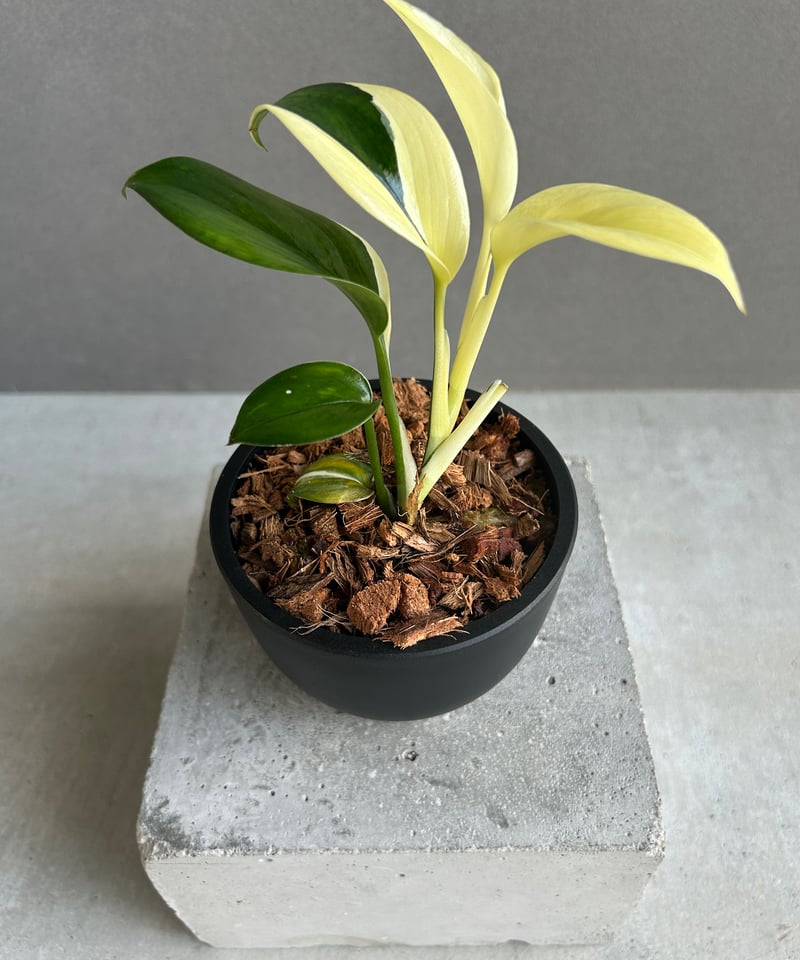 スキンダプサス ブルー アルボ 「Scindapsus blue albo」50G | SH