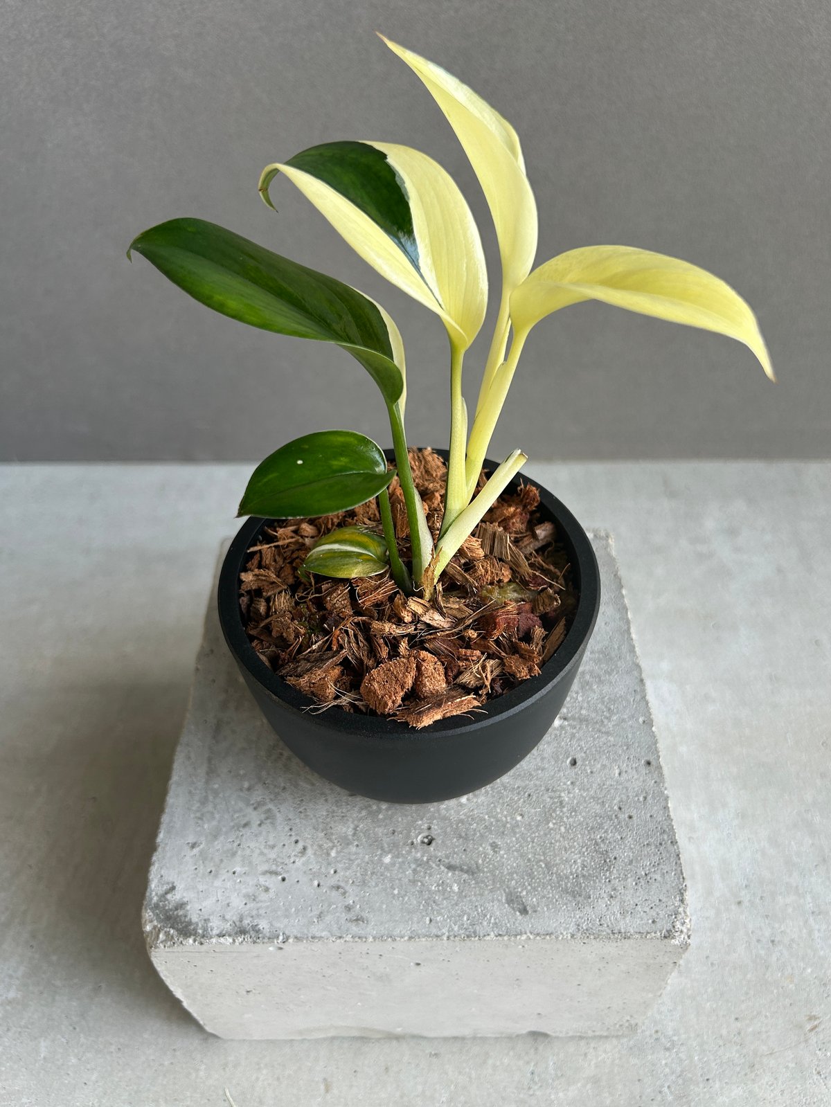 スキンダプサス ブルー アルボ 「Scindapsus blue albo」50G | SH