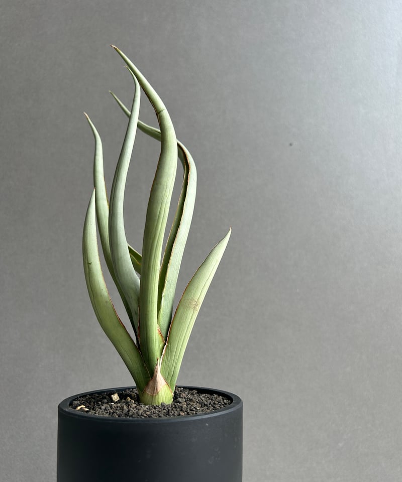 サンセベリア シルバー スパイラル「Sansevieria Silver Spiral (b