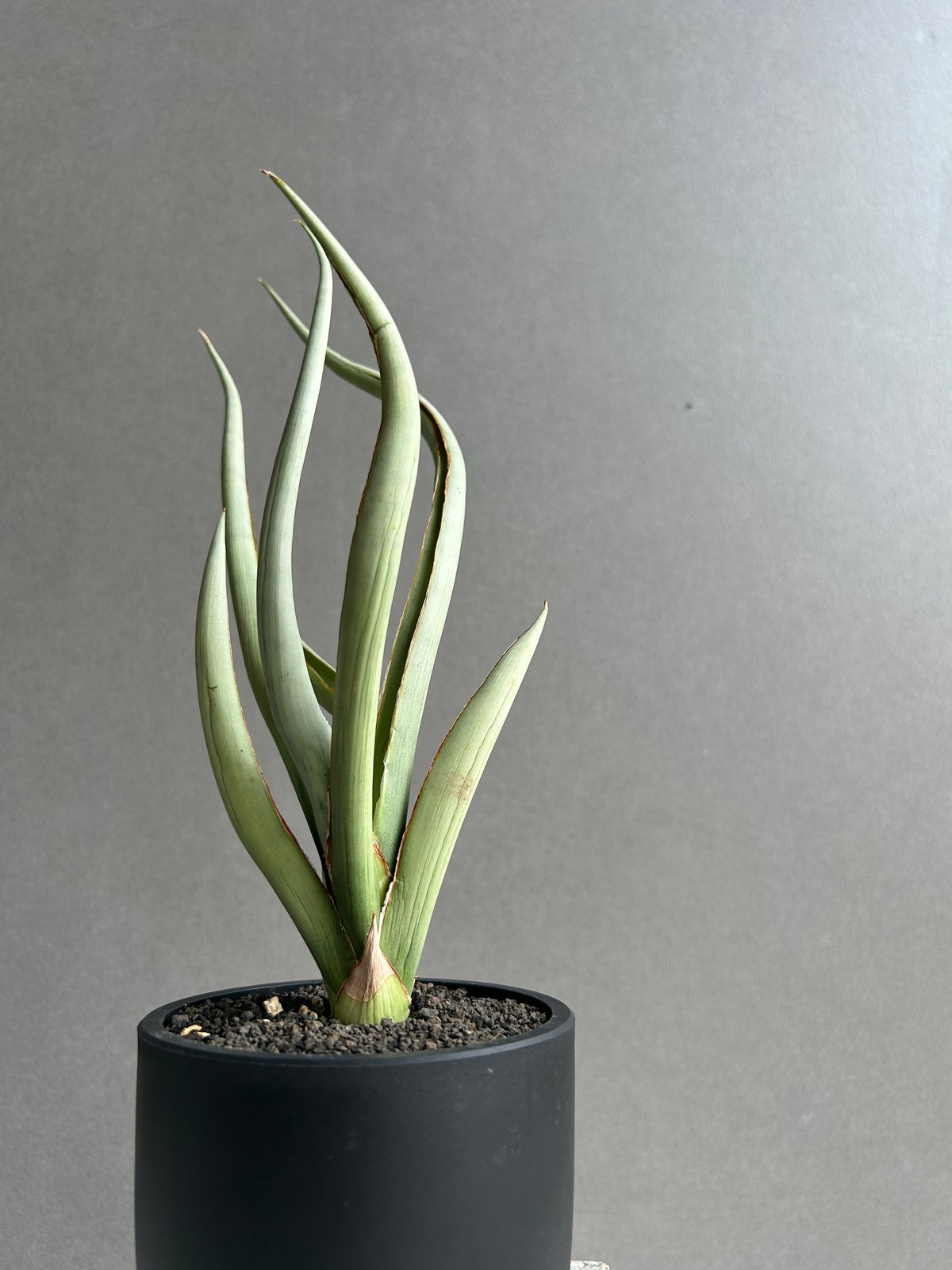 【子株】サンスベリア シルバースパイラル　カラータグ:赤 サンセベリア シルバー スパイラル「Sansevieria Silver Spiral (b