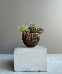 サンセベリア ジュピター「Sansevieria Jupiter」29E-1 | SHOUCH