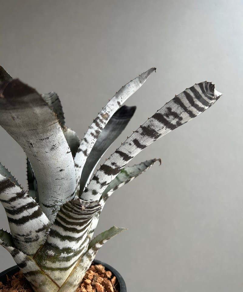 エクメア チャンティニー ブラック セレクト 「Aechmea