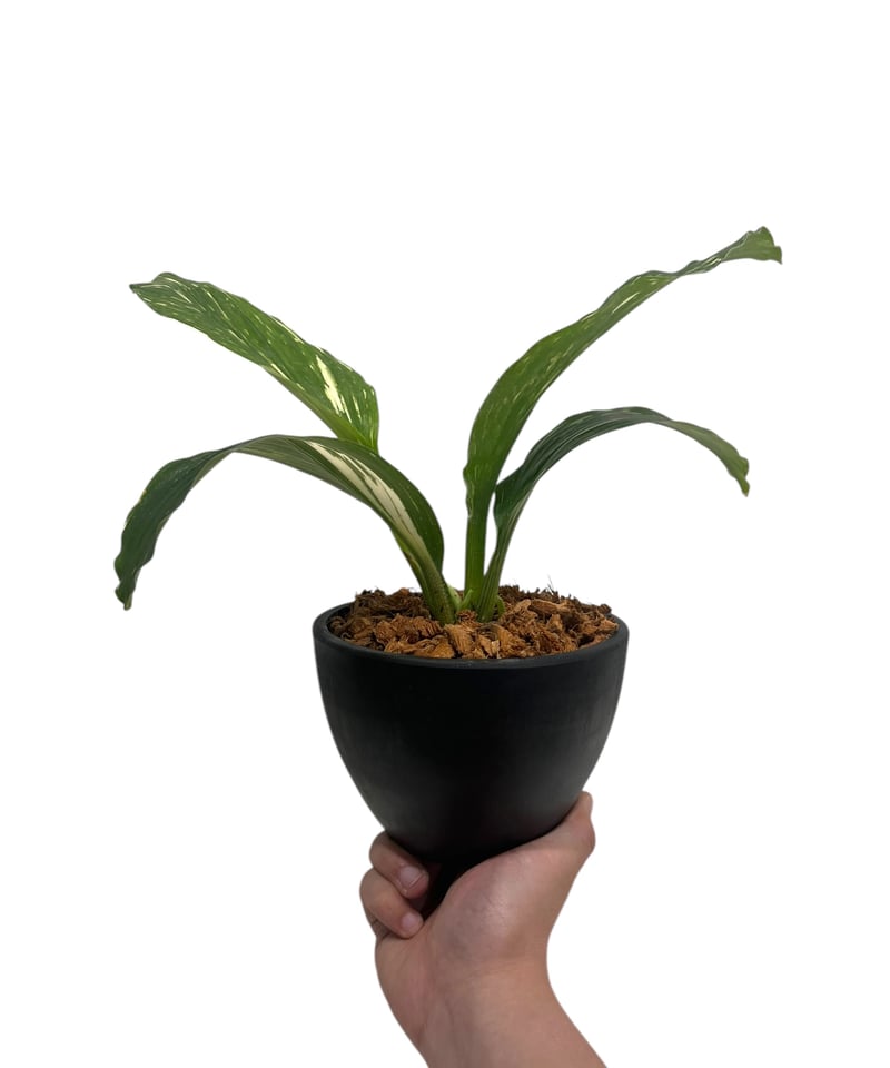 ケンフェリア sp. 斑入 「Kaempferia sp. Variegated」54V |