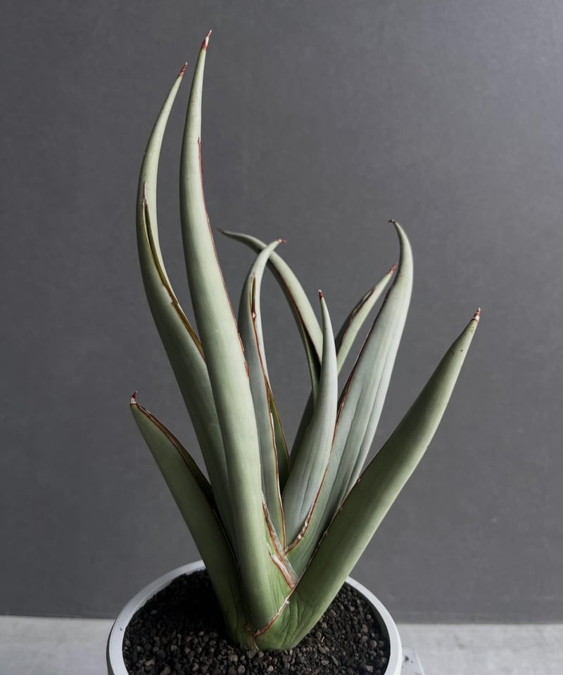 サンセベリア チャオプラヤ 「Sansevieria Chao Phraya」20B | SH