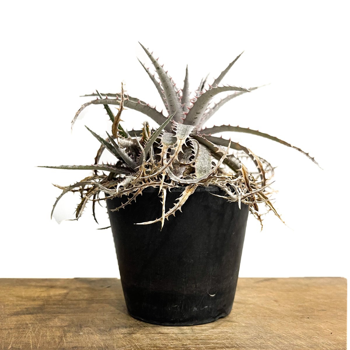 ディッキア ワーレン×マーキュリー「Dyckia Warren × Mercury」9/24