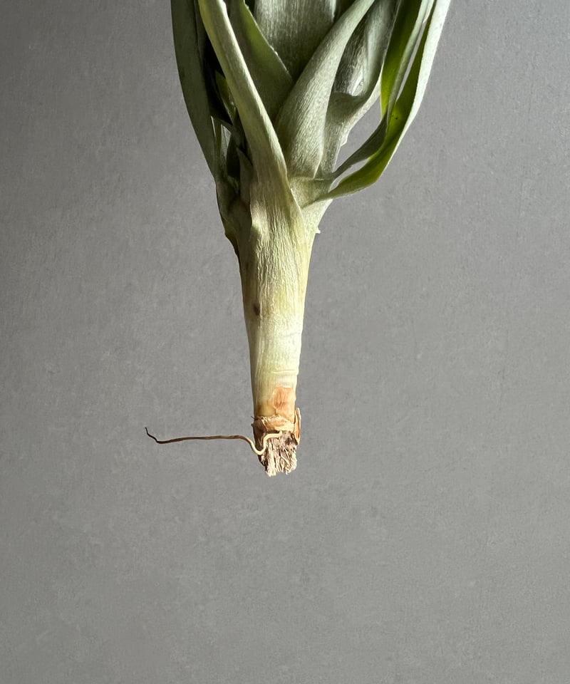 ブロメリア・エアープランツ wasawat Tillandsia Goomong ブロメリア・エアープランツ wasawat Tillandsia Goomong wasawat