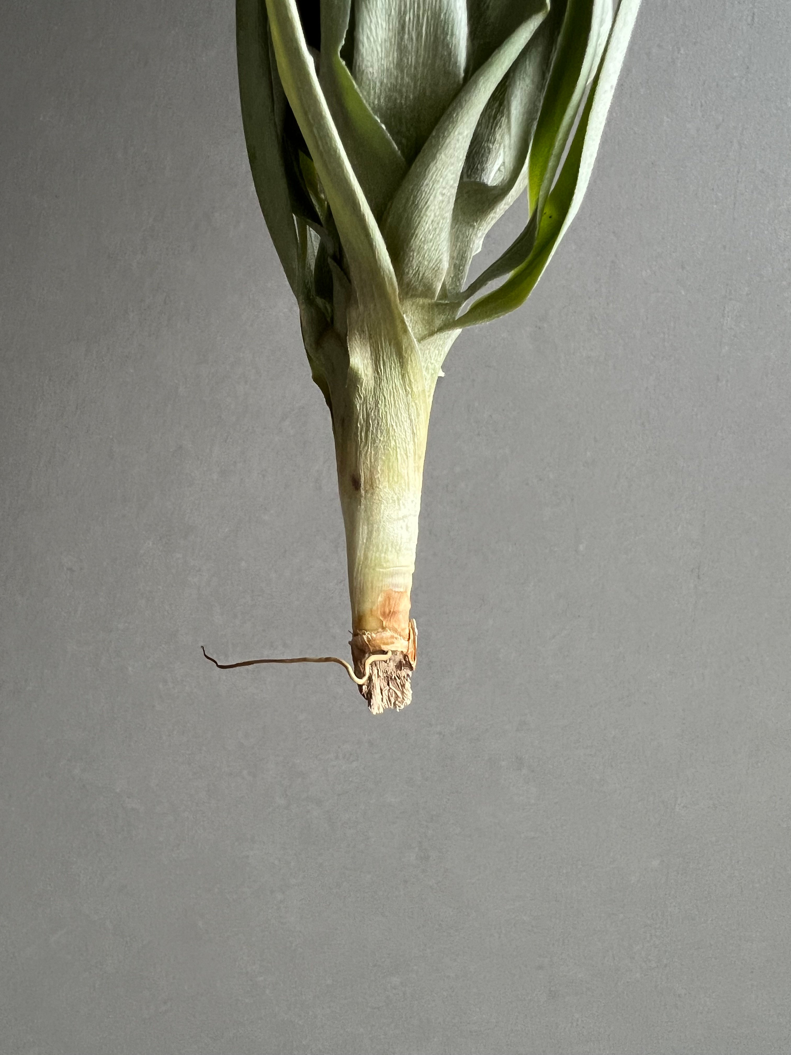 ティランジア グーモン 「Tillandsia Goomong (T.stricta x du