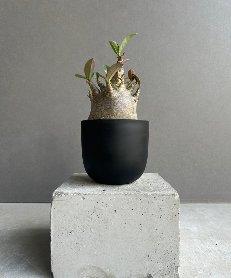 アデニウム アラビカム スーパー ドワーフ “ブラック” 「Adenium