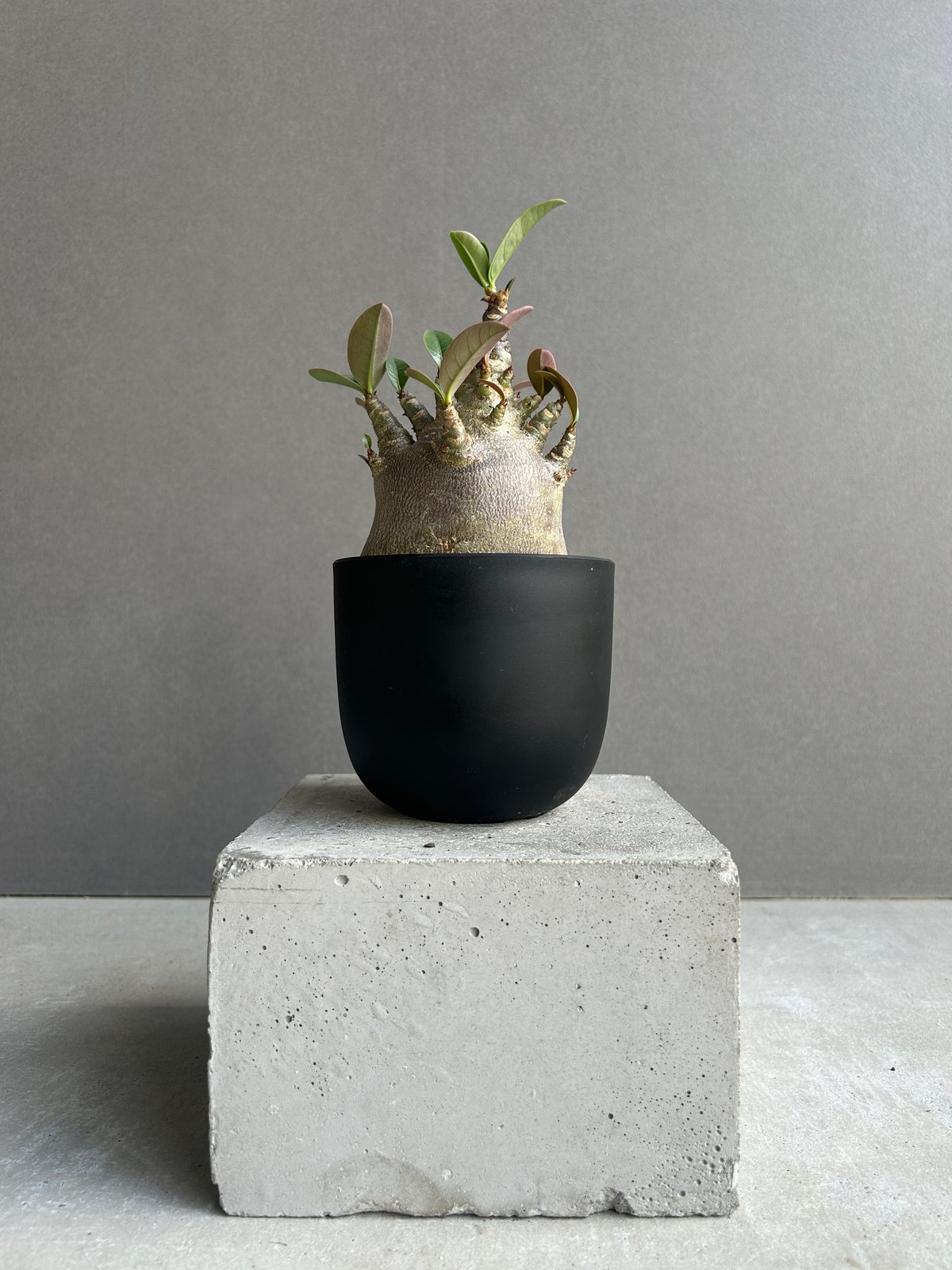 アデニウム・アラビカム・スーパードワーフ アデニウム アラビカム スーパー ドワーフ “ブラック” 「Adenium