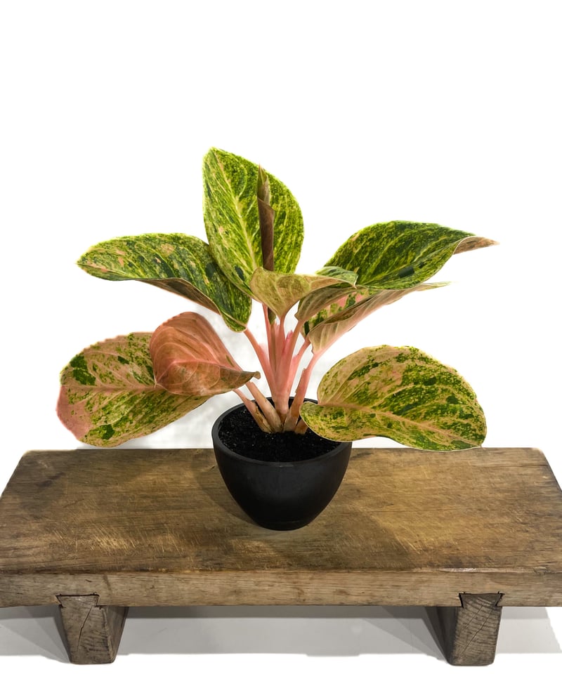 アグラオネマ sp.「Aglaonema sp. (Takeoka's Select)」8/3