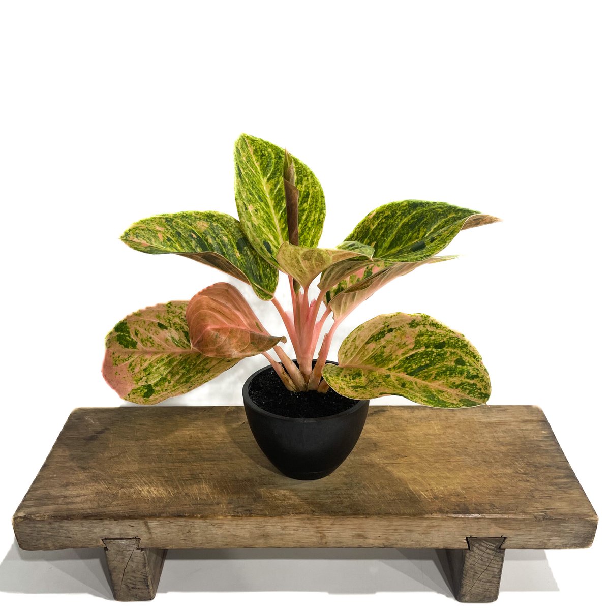 アグラオネマ sp.「Aglaonema sp. (Takeoka's Select)」8/3