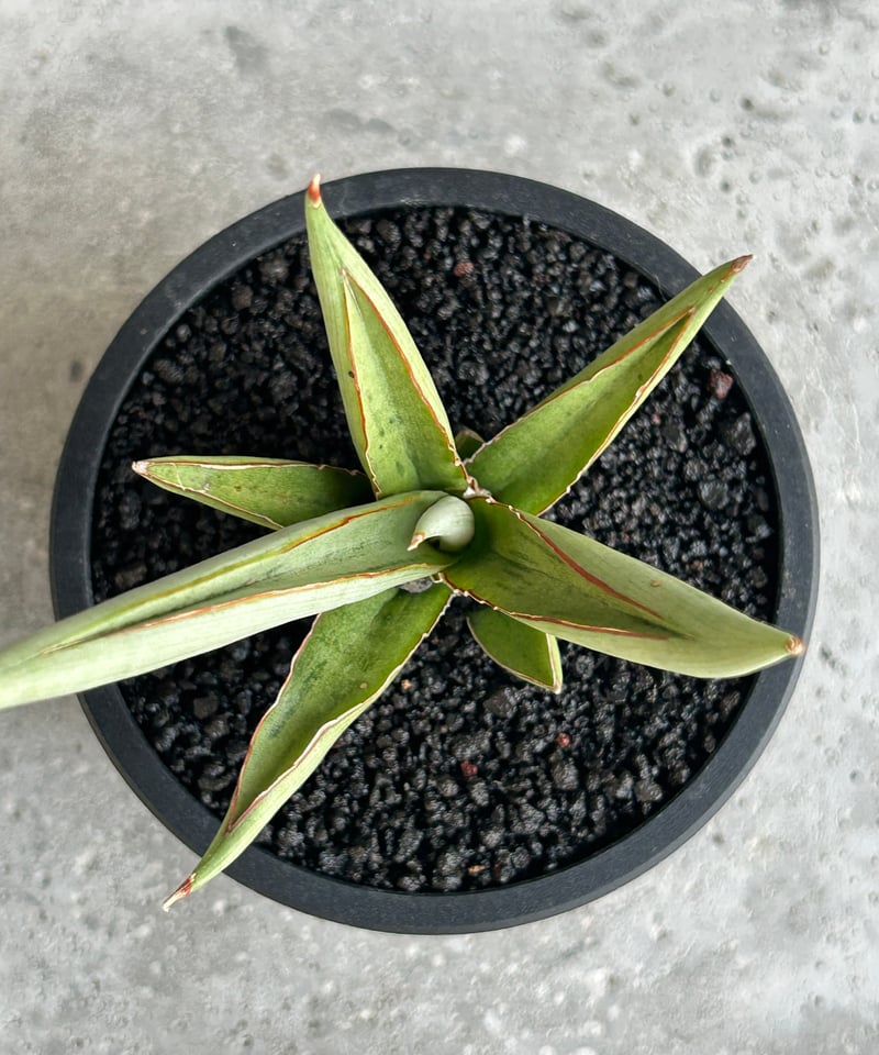 EMP サンセベリア LEXUS レクサス / アンヤマニーガーデン SA386 サンセベリア レクサス 「Sansevieria Lexus (by Unyamanee Ga