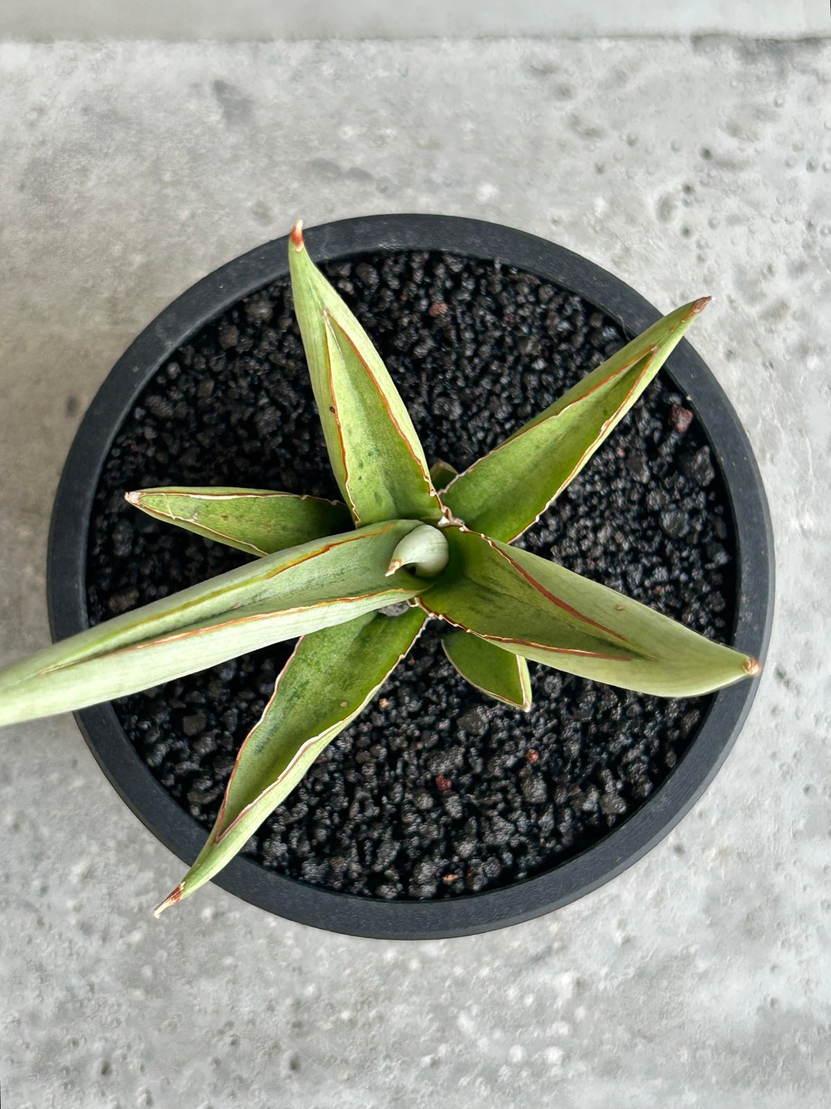 サンセベリア レクサス 「Sansevieria Lexus (by Unyamanee Ga