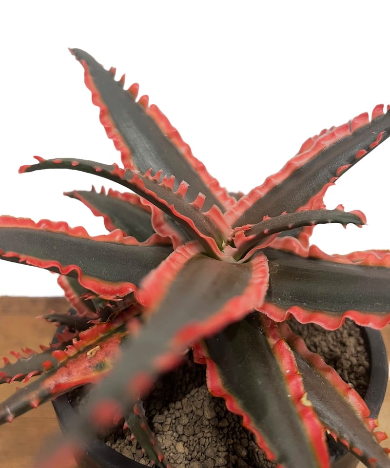 アロエ ハイブリッド “選抜個体” 「Aloe Hybrid “Select アロエ ハイブリッド “選抜個体” 「Aloe Hybrid “Select