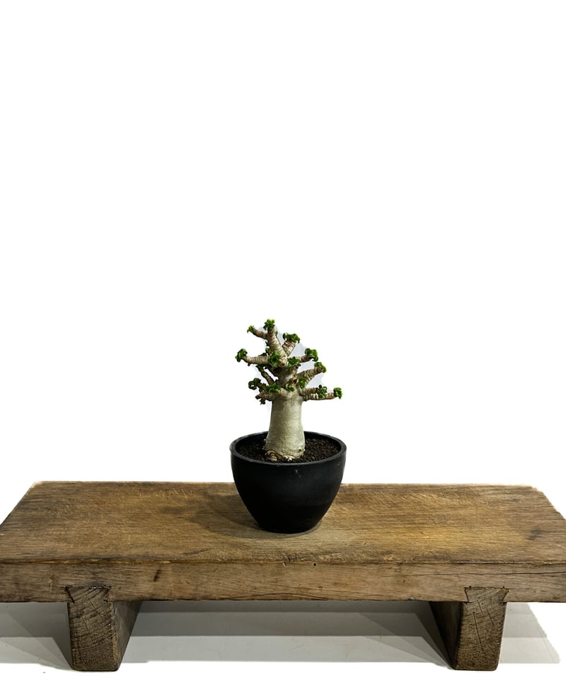 アデニウム　獅子葉　DHA アデニウム D.H.A (獅子葉) 「Adenium D.H.A」9/11-18D-1 |