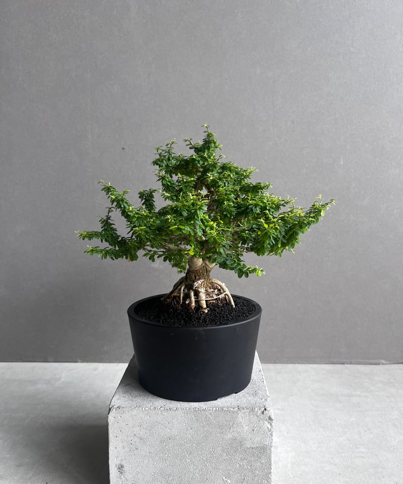 うち” 盆栽 「“UCHI” BONSAI 」43B | SHOUCHIKUEN