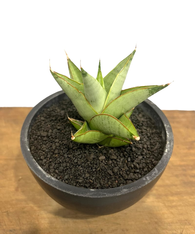 サンセベリア サイクロン 「Sansevieria Cyclone (from Unyama