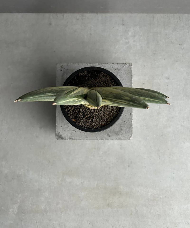 サンセベリア 雪女(ユキオンナ) 「Sansevieria 'Yuki Onna' 」96L サンセベリア 雪女(ユキオンナ) 「Sansevieria 'Yuki Onna' 」96L