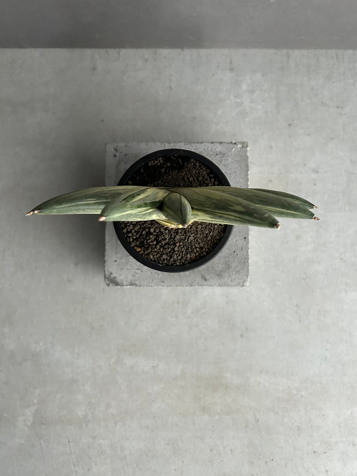 サンセベリア 雪女(ユキオンナ) 「Sansevieria 'Yuki Onna' 」96L