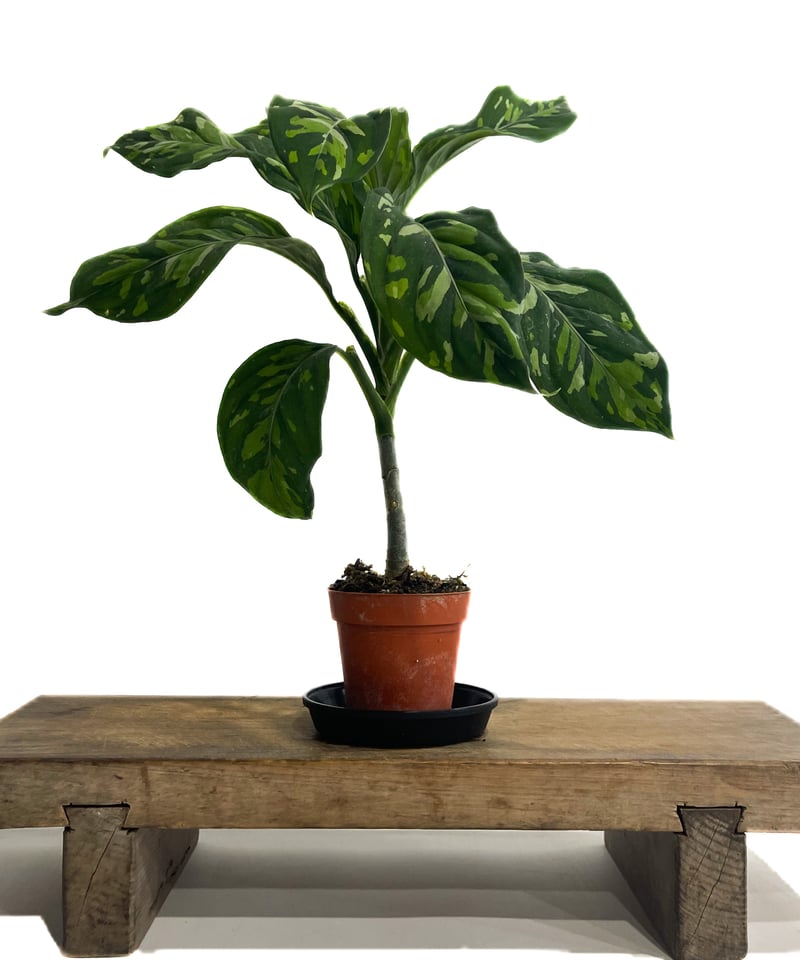 アグラオネマ ピクタム トリカラー “選抜個体”「Aglaonema pictum trico