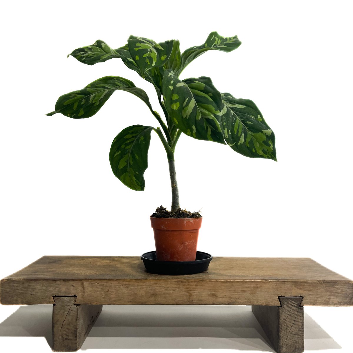 アグラオネマ ピクタム トリカラー “選抜個体”「Aglaonema pictum trico