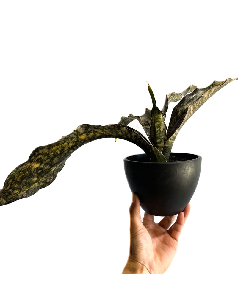 サンセベリア キルキー コパトーン 斑入「Sansevieria Kirkii var. pu