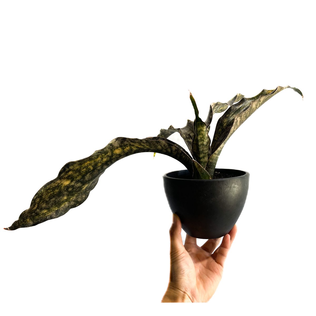 サンセベリア キルキー コパトーン 斑入「Sansevieria Kirkii