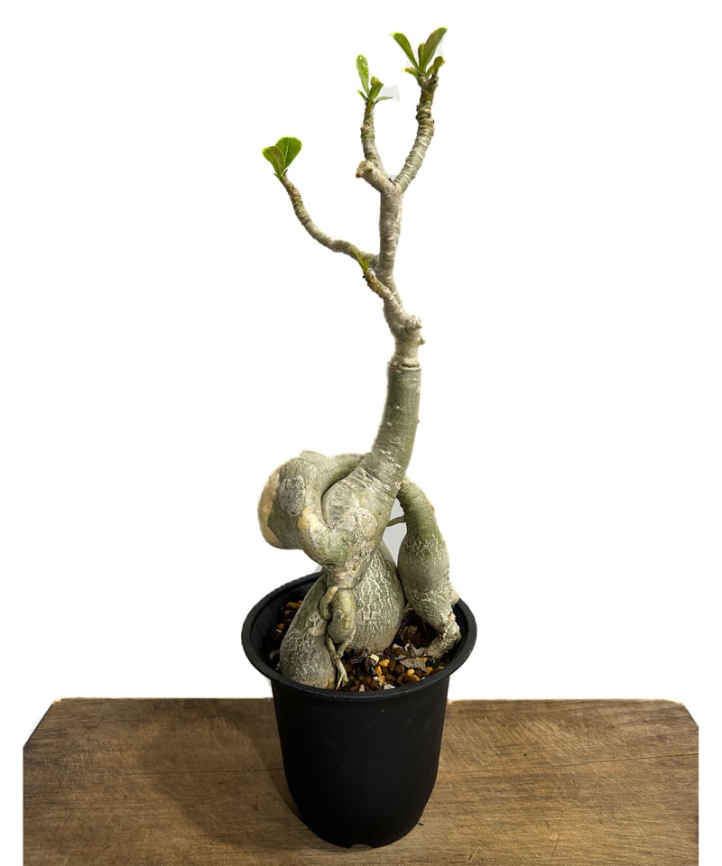 アデニウム ハイブリッド 接木 「Adenium hybrid grafting」3/29-2