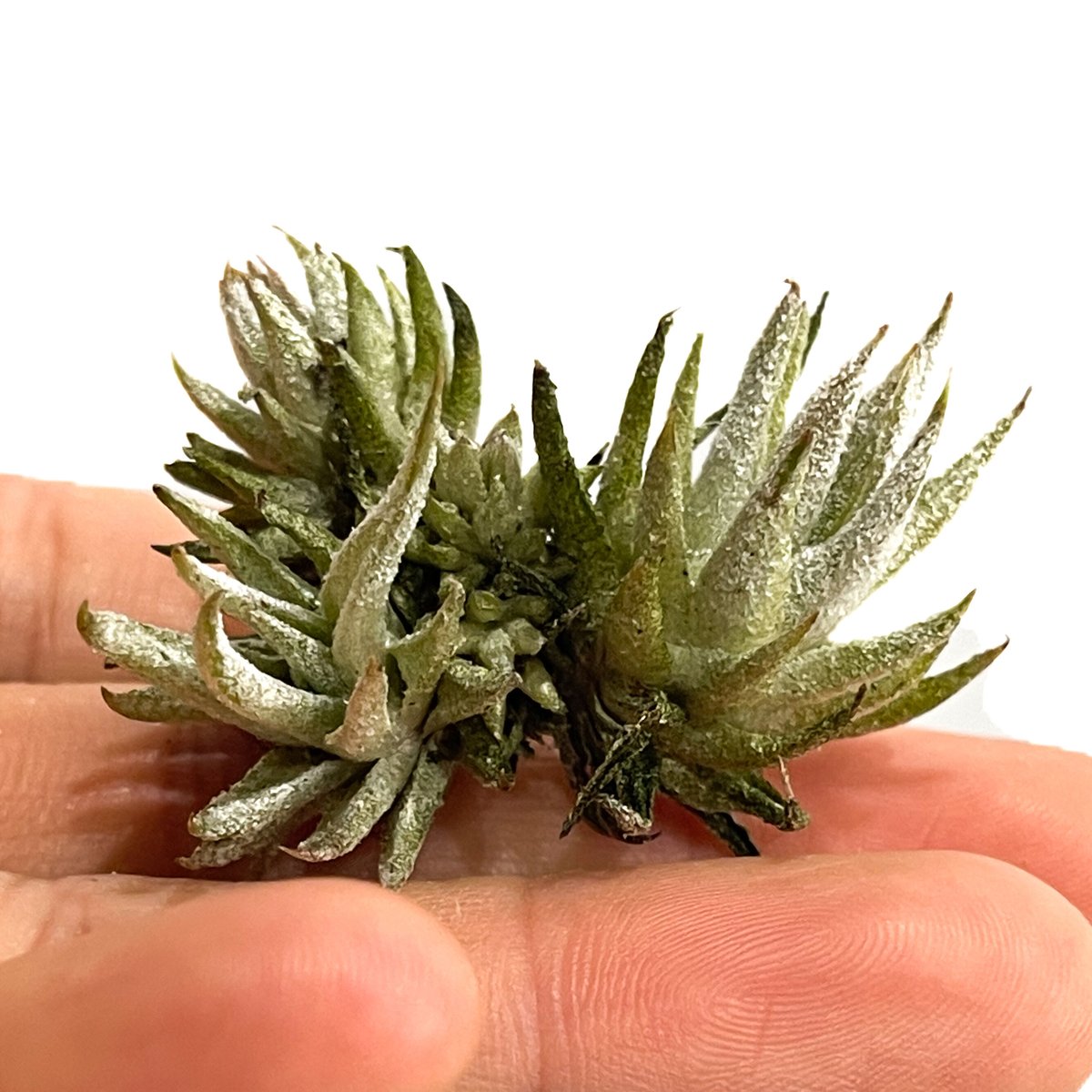 T. 'Hawaiian Peach'(バンハイニンギー)