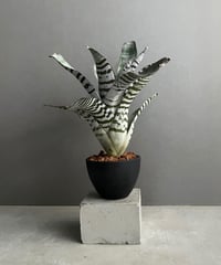 サンセベリア インフィニティ「Sansevieria Infinity 」57I | SHOU