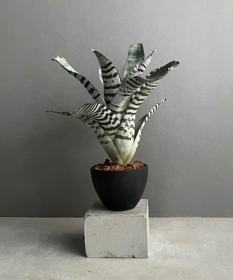 エクメア チャンティニー ブラック セレクト 「Aechmea chantinii Black Select」29N
