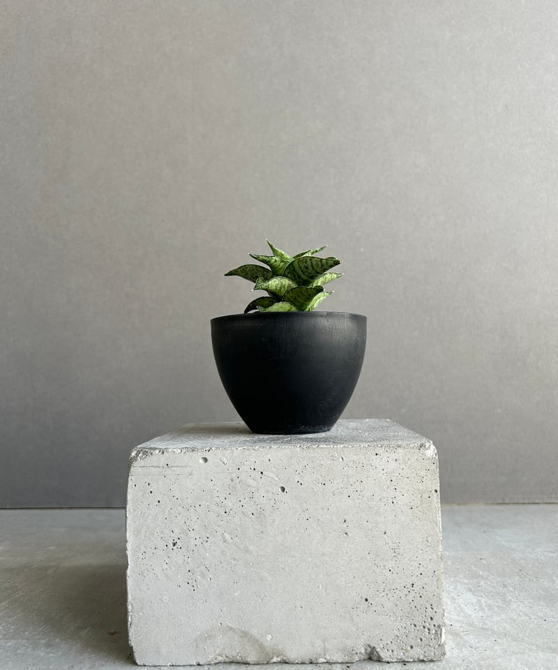 EMP サンセベリア Susano'O' スサノオ / SA318 サンセベリア スサノオ 「Sansevieria Susano 'O' (by Unyaman